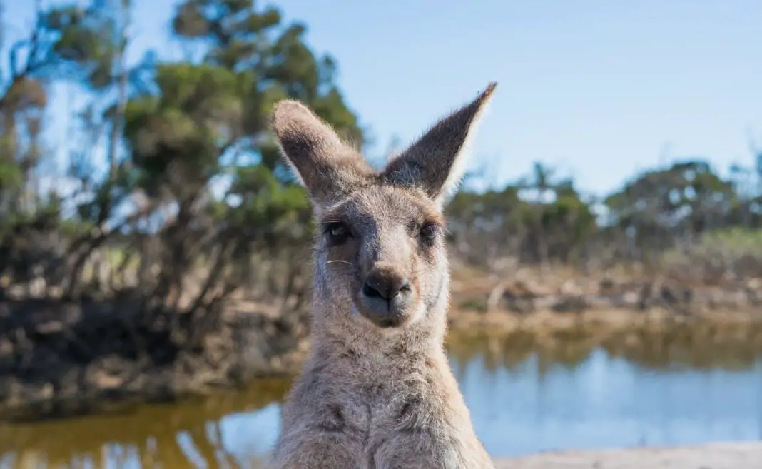 Interesting and fun facts about Australia.