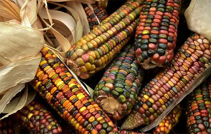 Mexico has many types of corn.