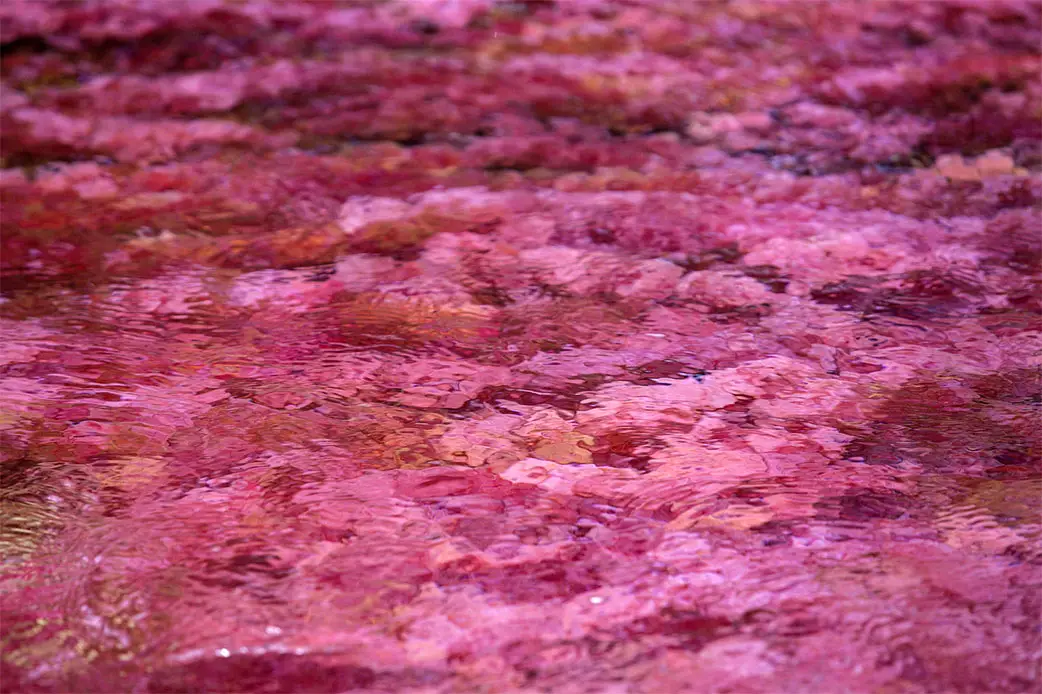 Caño Cristales River of Five Colors Closeup Photo 4