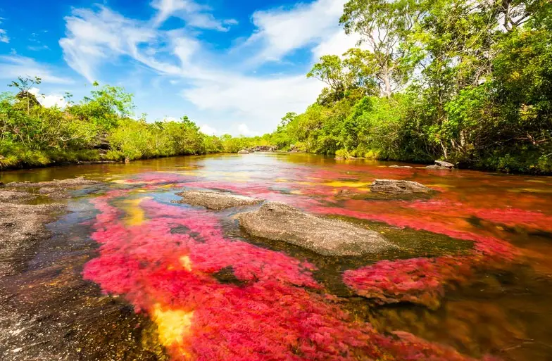 Caño Cristales Featured Photo