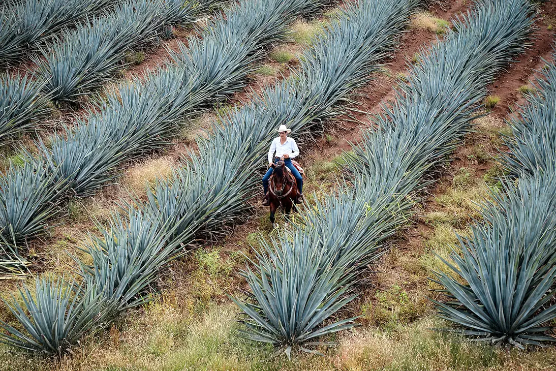 man riding a horse on agave plant