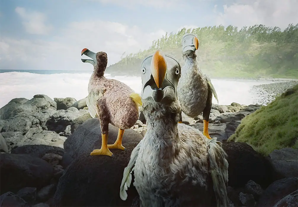 three dodo birds