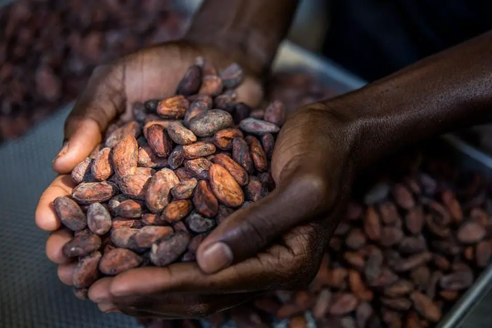 hands holding cocoa beans